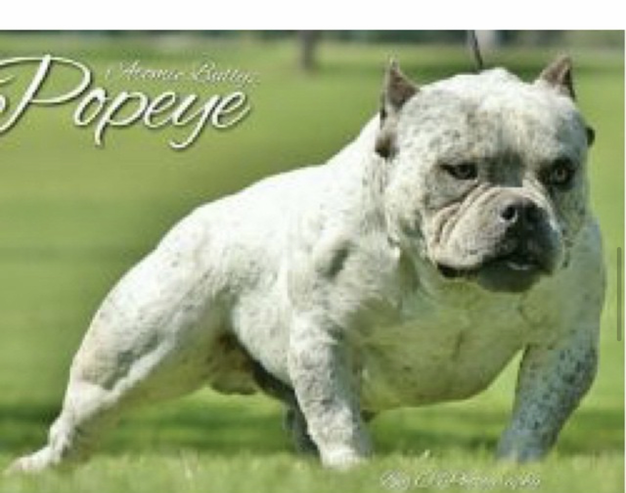 Dog Featured Image