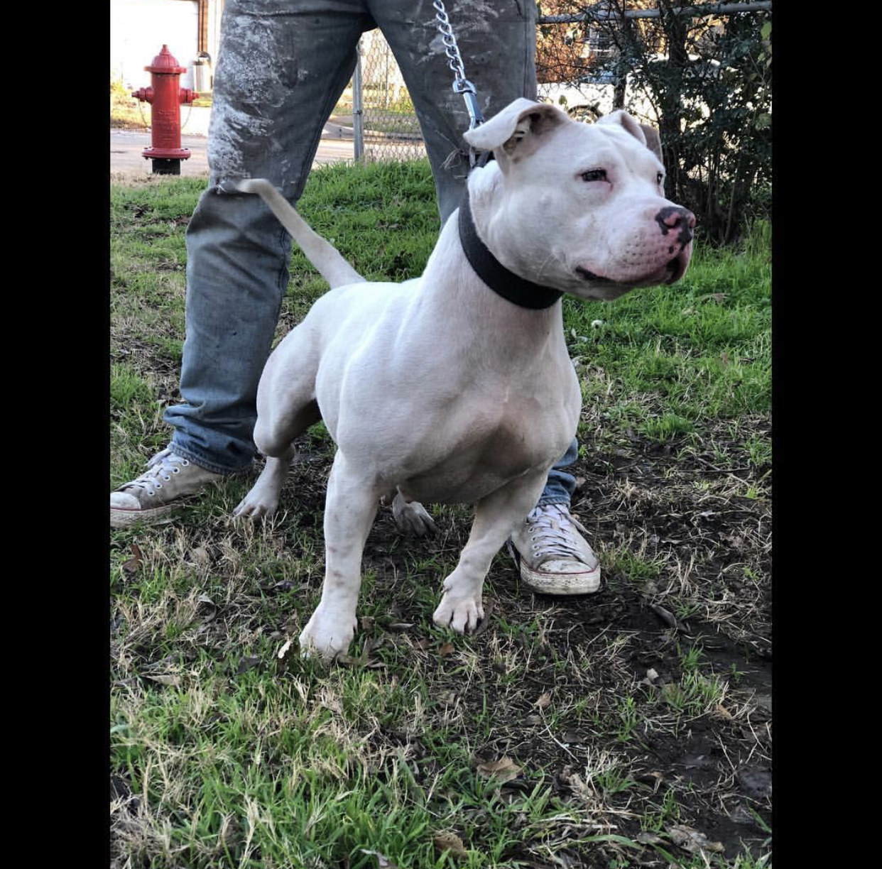 Dog Featured Image