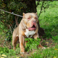 Dog Featured Image