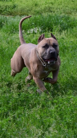 Dog Featured Image