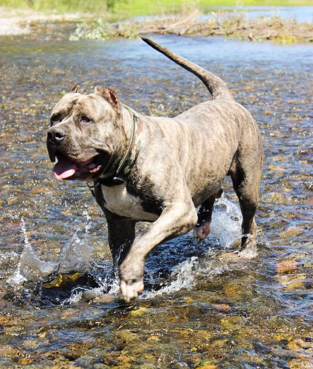 Dog Featured Image