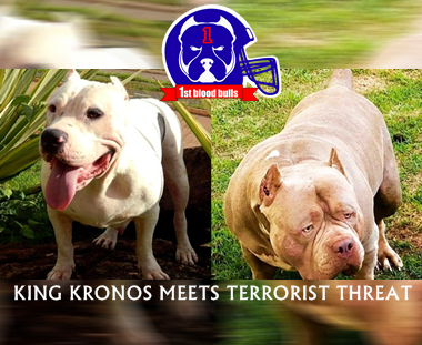 Dog Featured Image