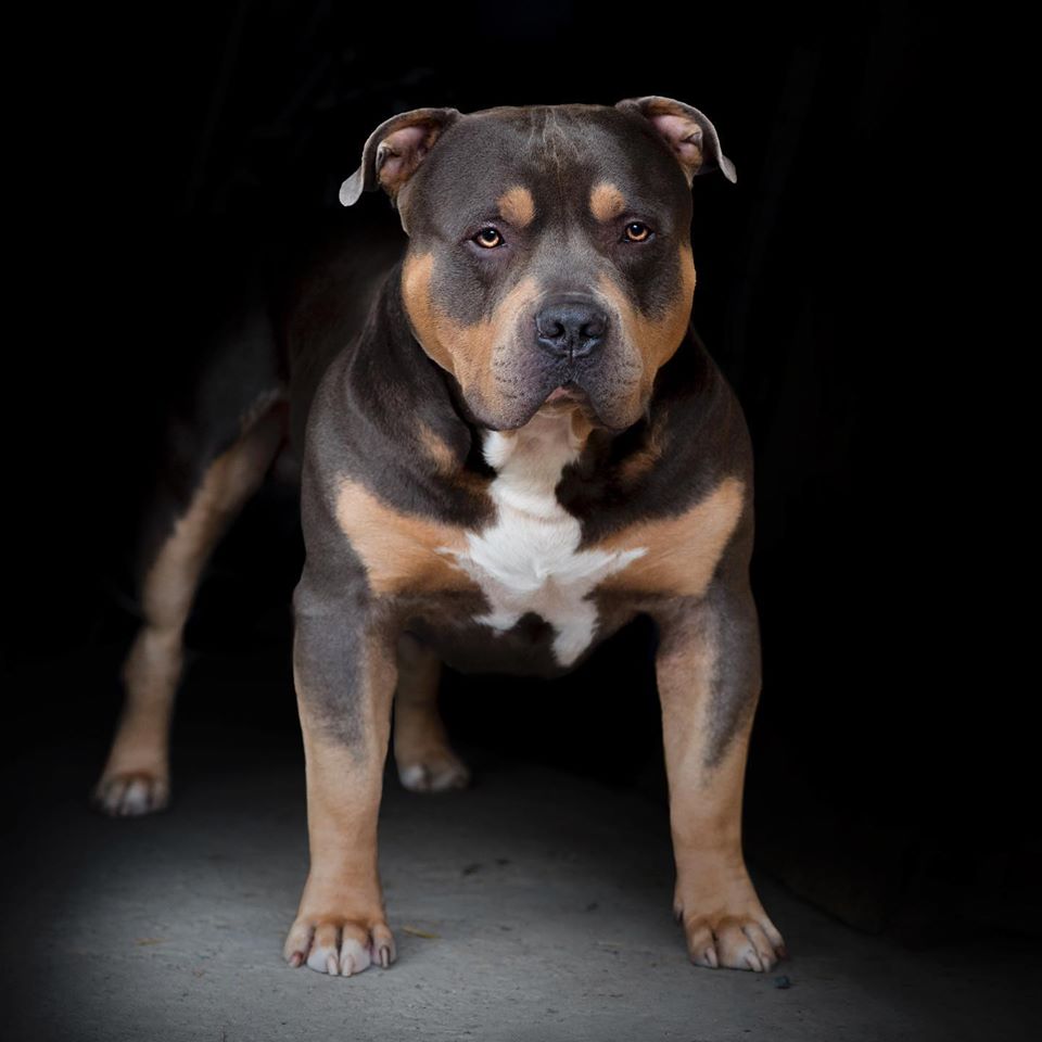 Dog Featured Image