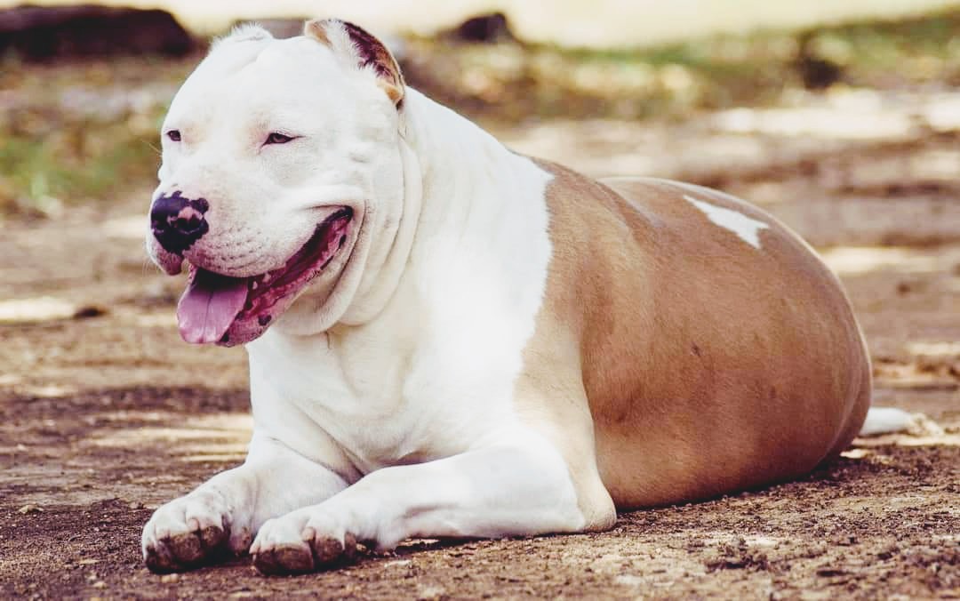 Dog Featured Image