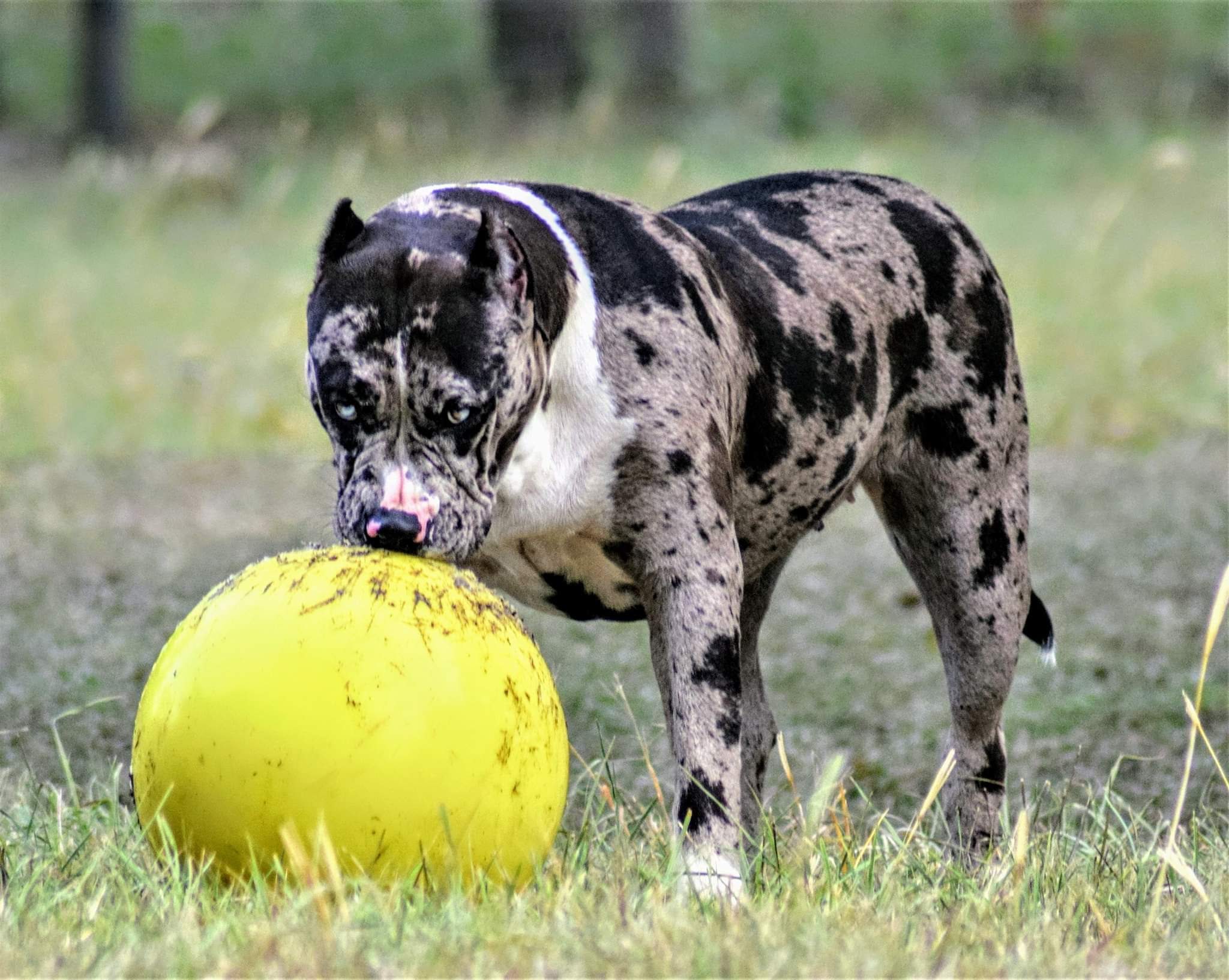 Dog Featured Image