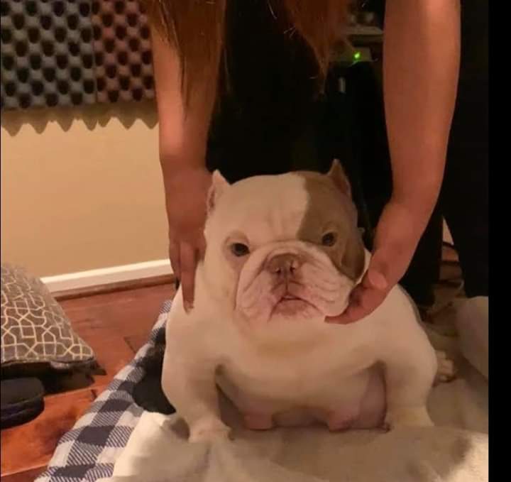 Dog Featured Image