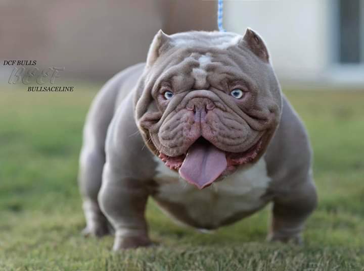 Dog Featured Image