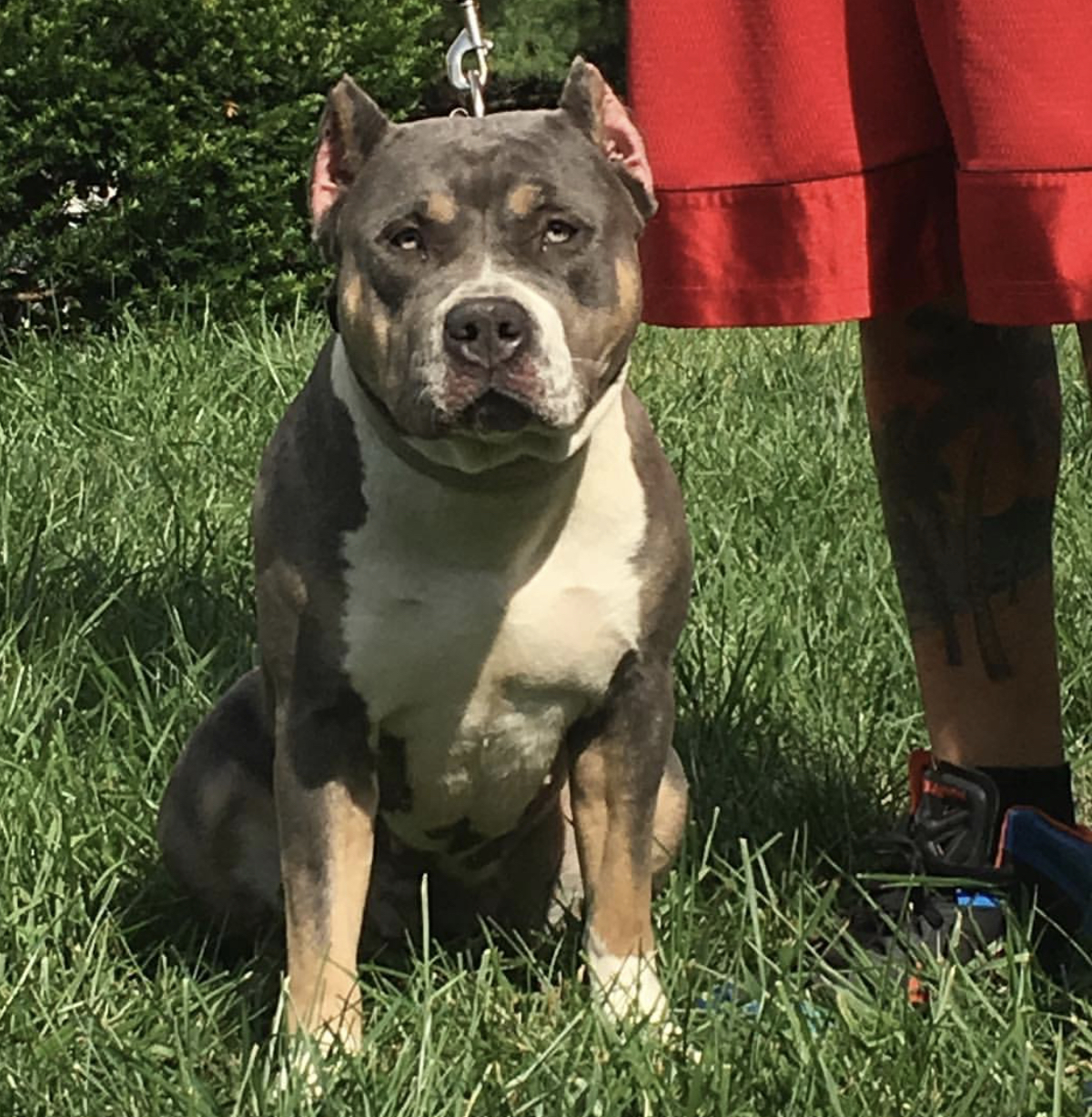 Dog Featured Image