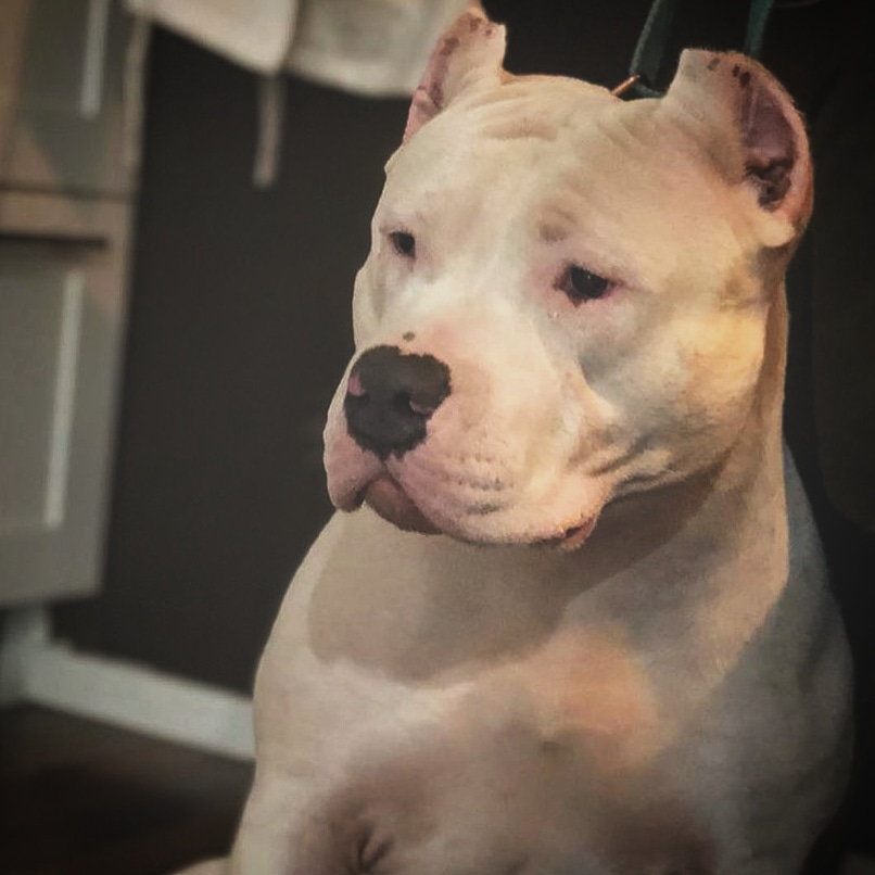 Dog Featured Image