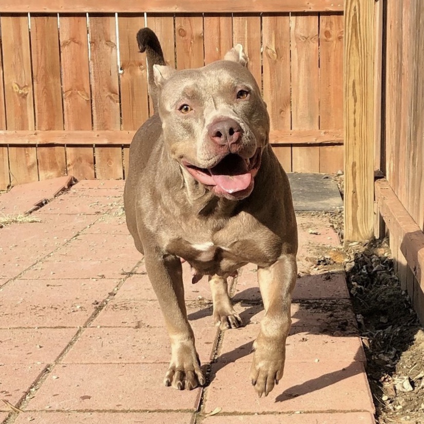 Dog Featured Image