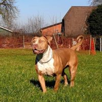 Dog Featured Image