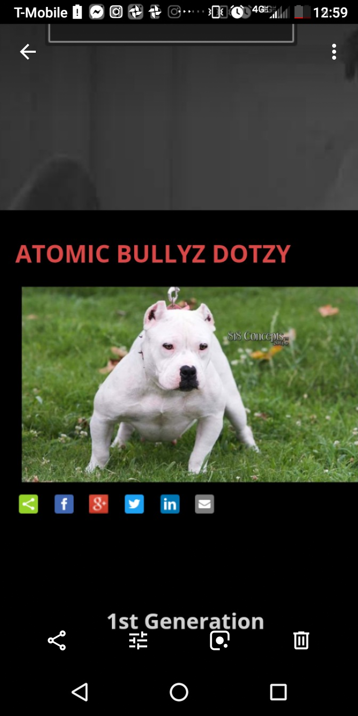 Dog Featured Image