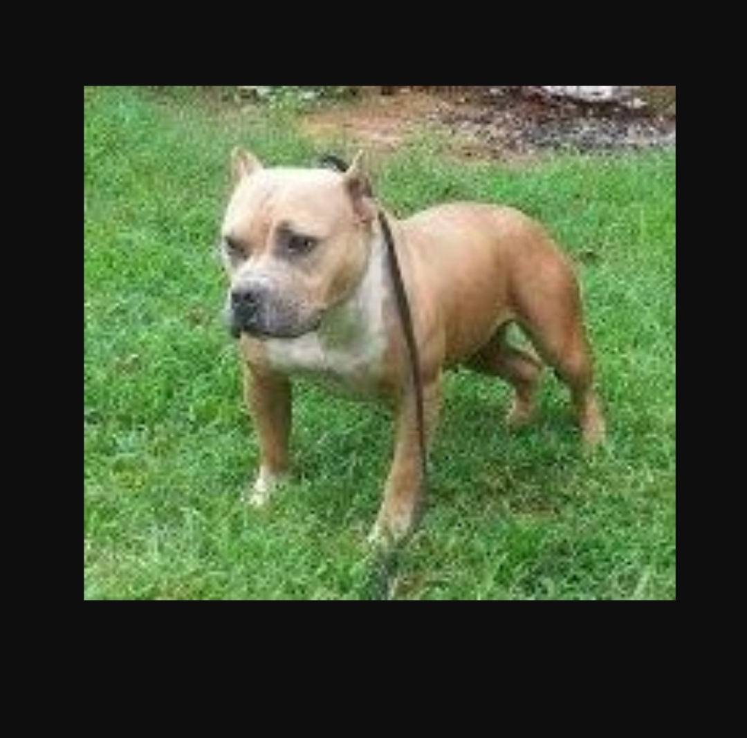 Dog Featured Image