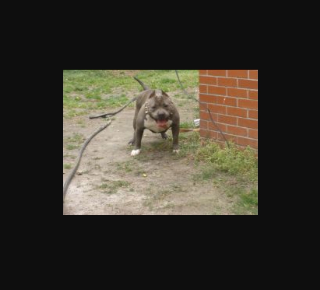 Dog Featured Image