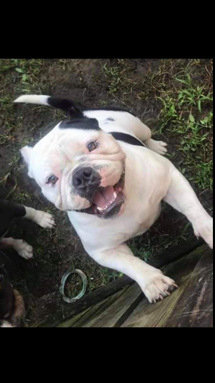 Dog Featured Image