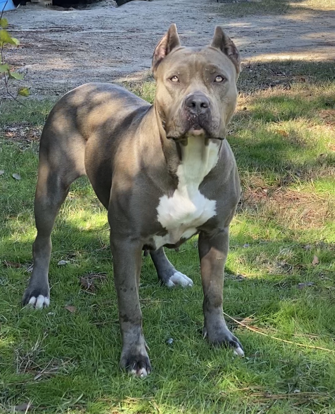 Dog Featured Image