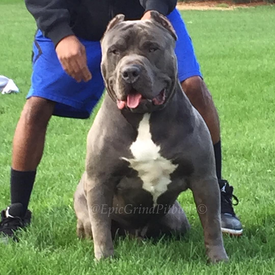 Dog Featured Image