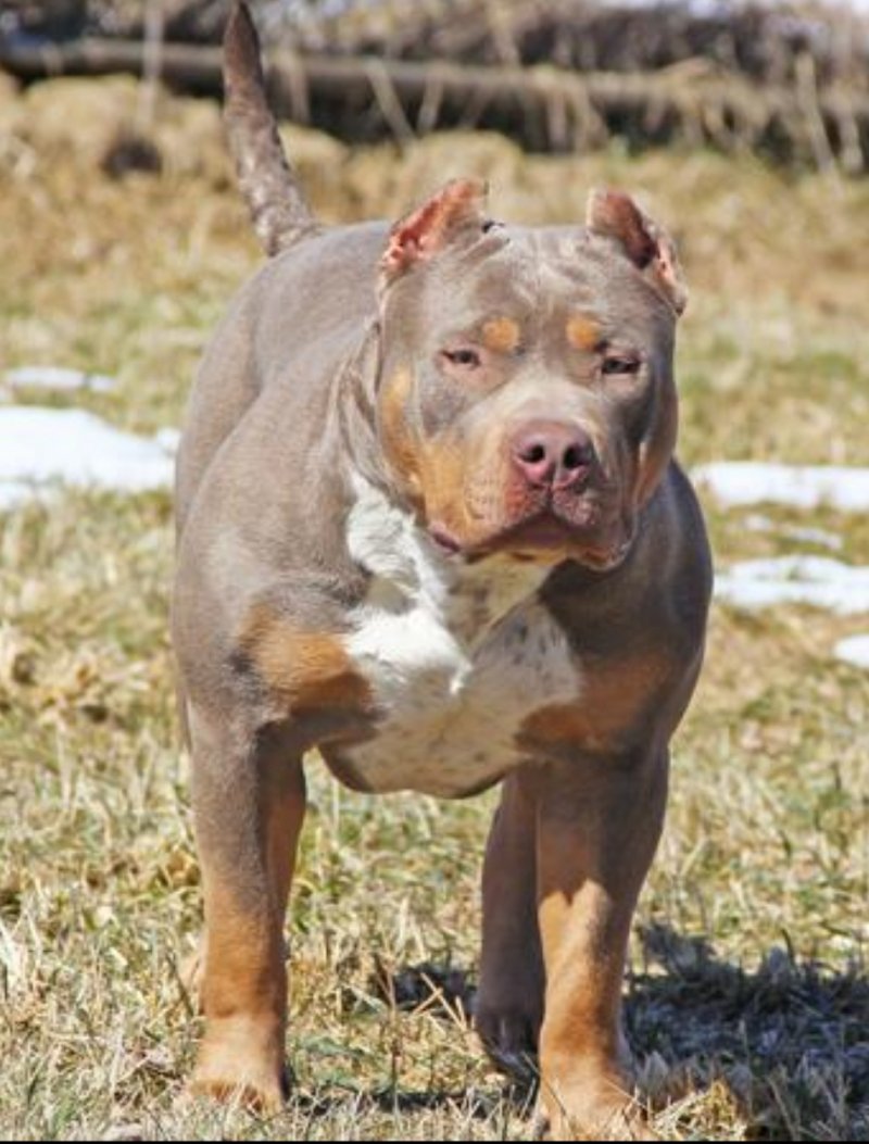Dog Featured Image