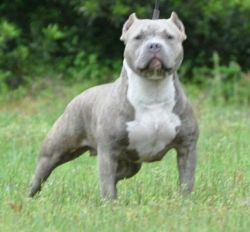 Dog Featured Image