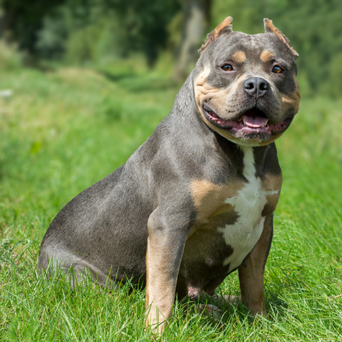Dog Featured Image