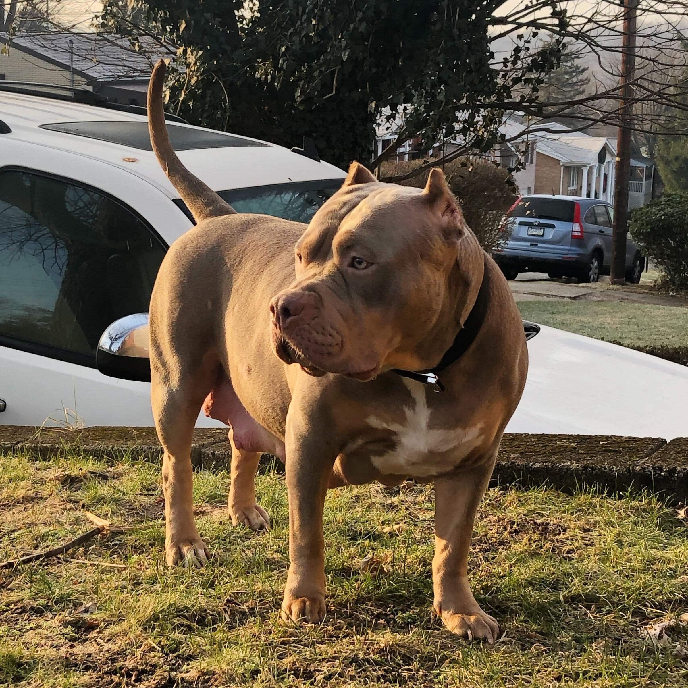 Dog Featured Image