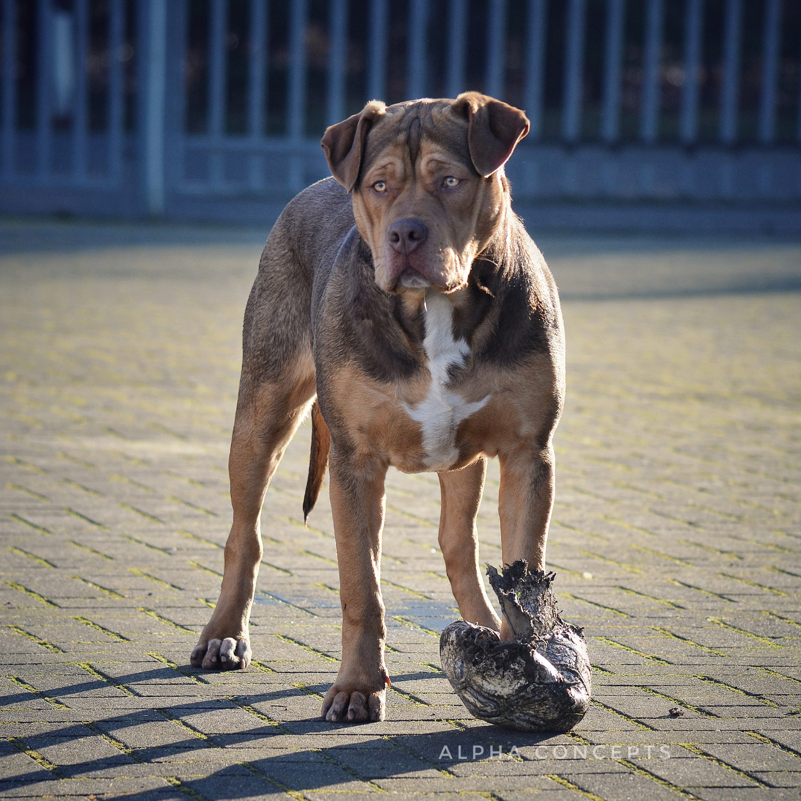 Dog Featured Image