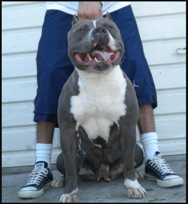 Dog Featured Image