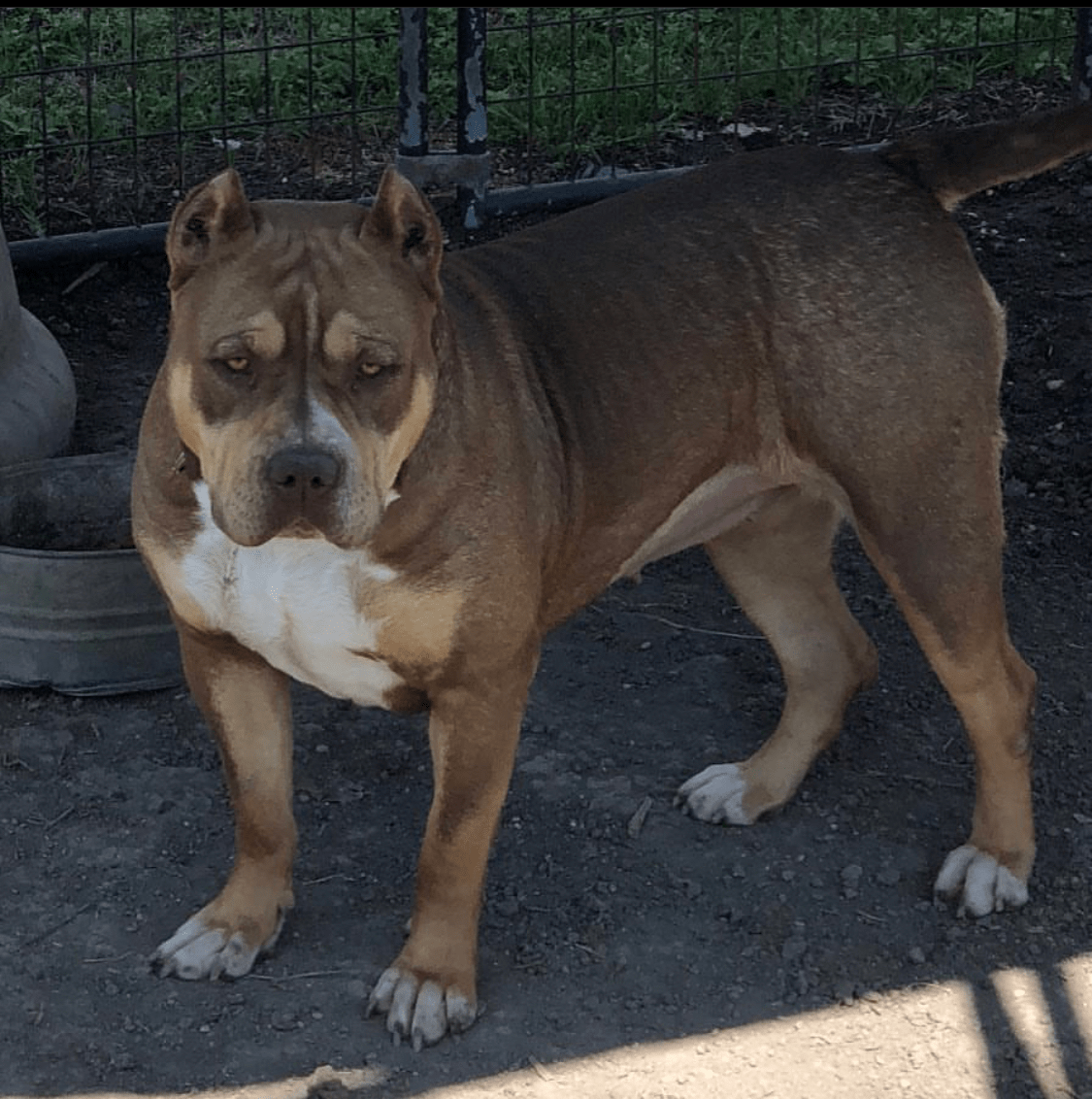 Dog Featured Image