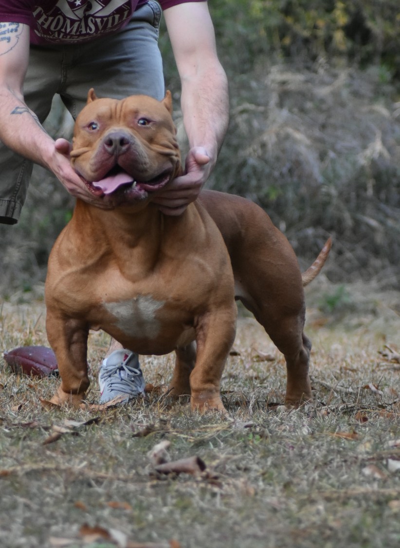 Dog Featured Image