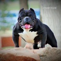 Dog Featured Image