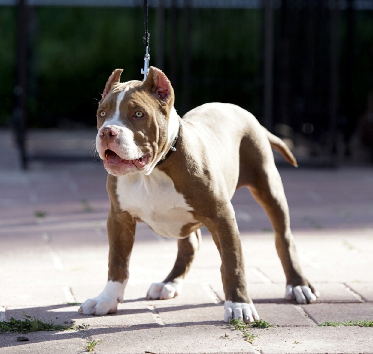 Dog Featured Image