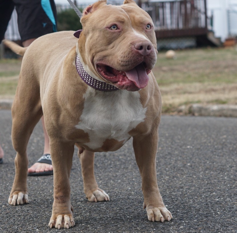 Dog Featured Image
