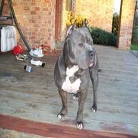 Dog Featured Image