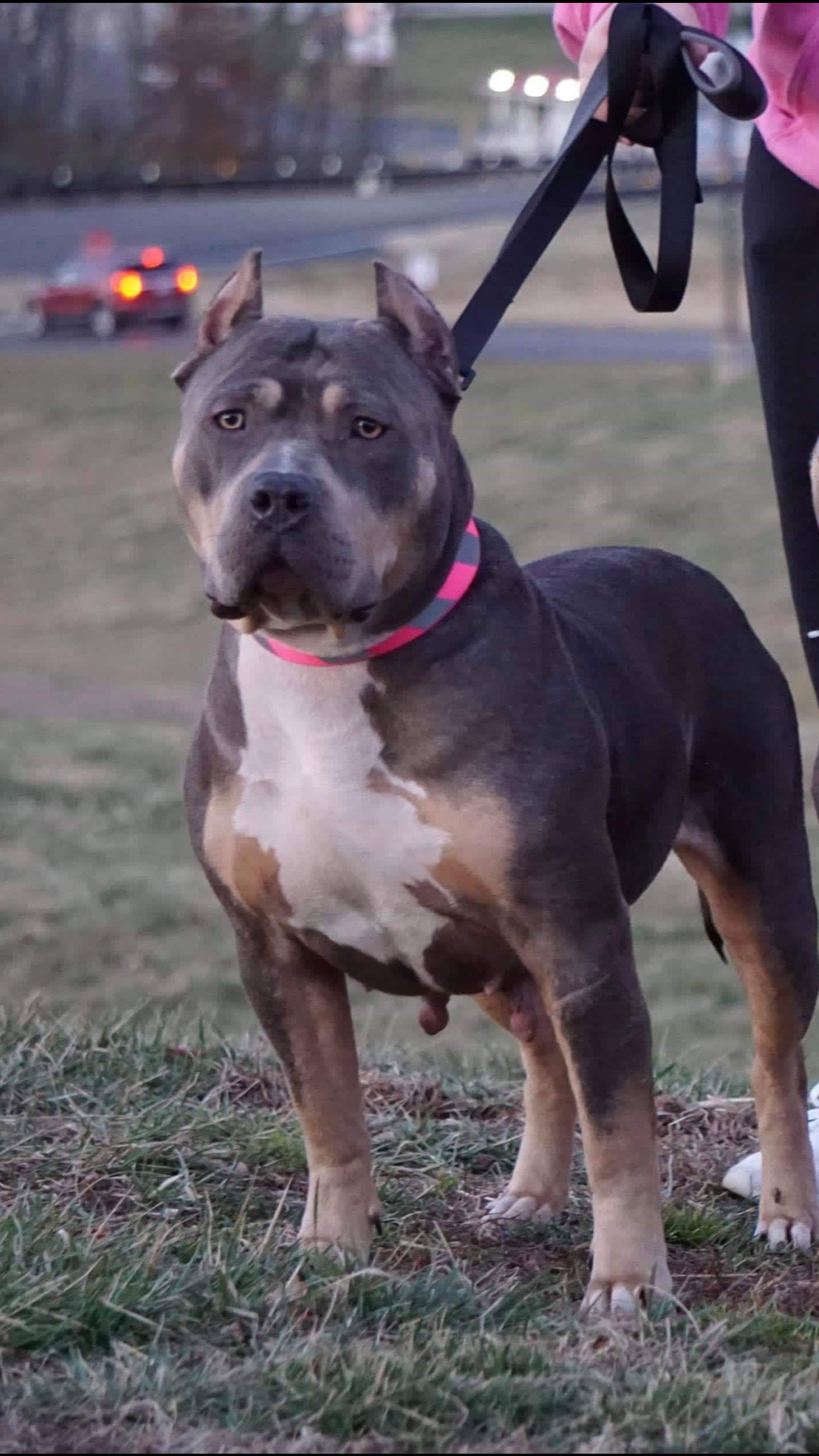 Dog Featured Image