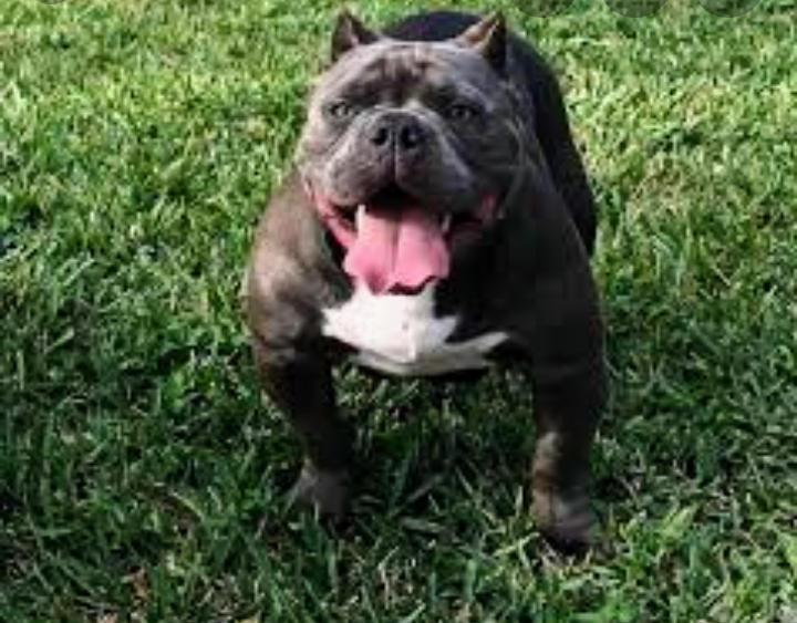 Dog Featured Image