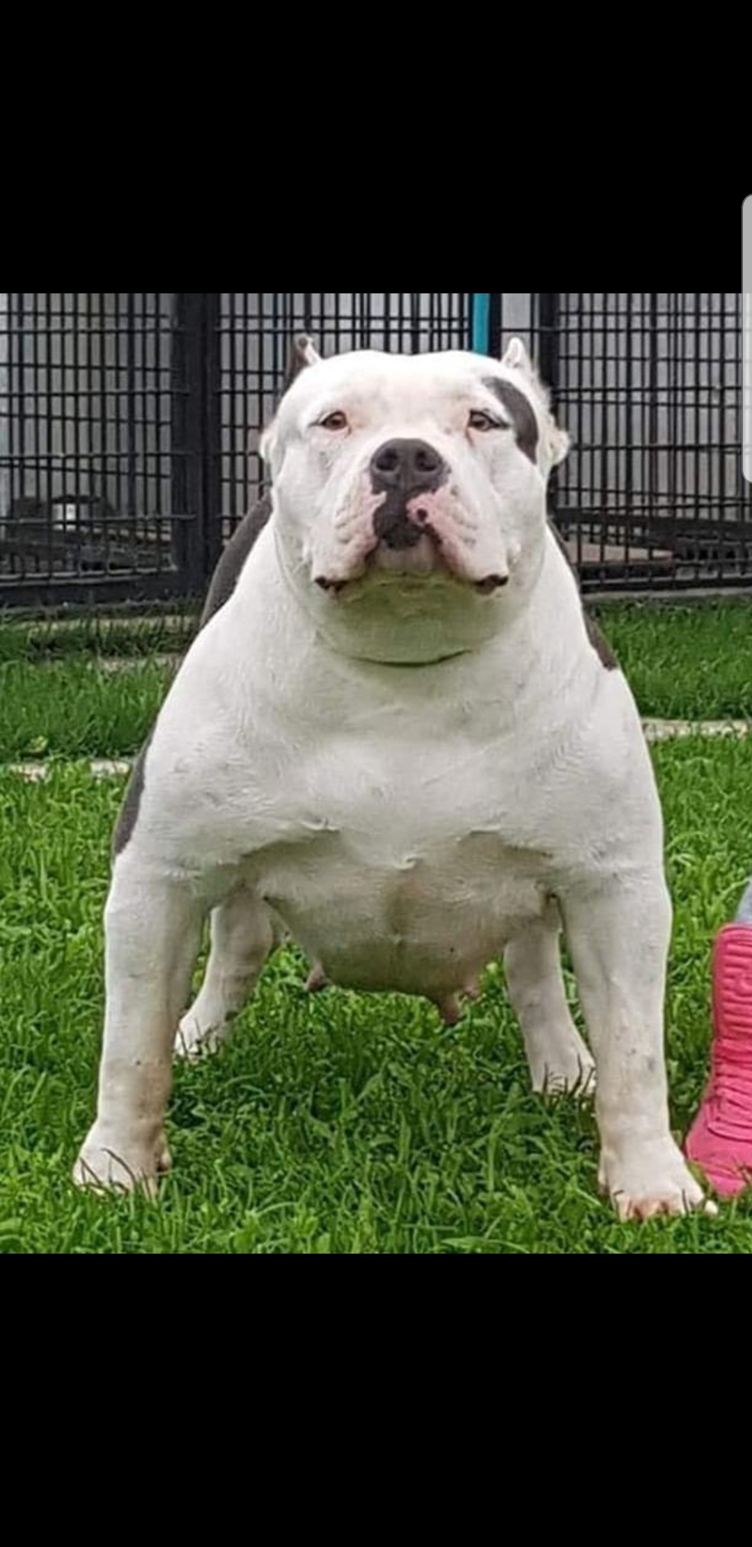 Dog Featured Image
