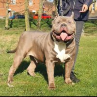 Dog Featured Image