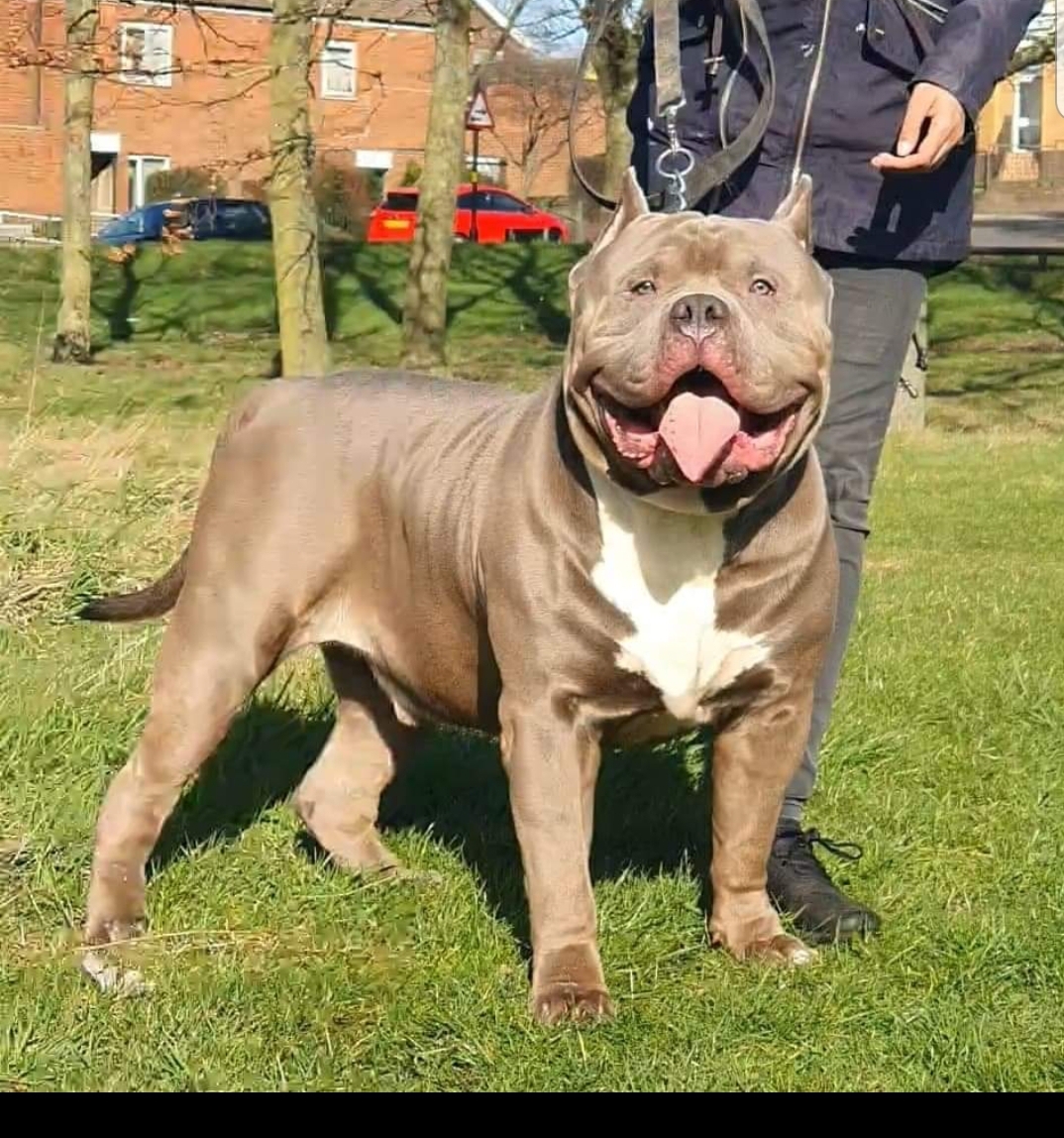 Dog Featured Image