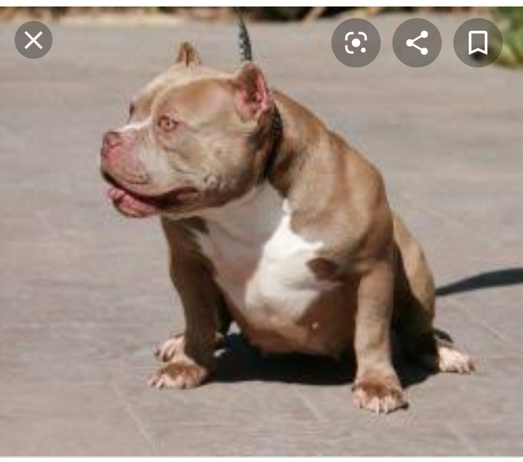 Dog Featured Image