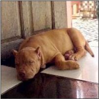 Dog Featured Image