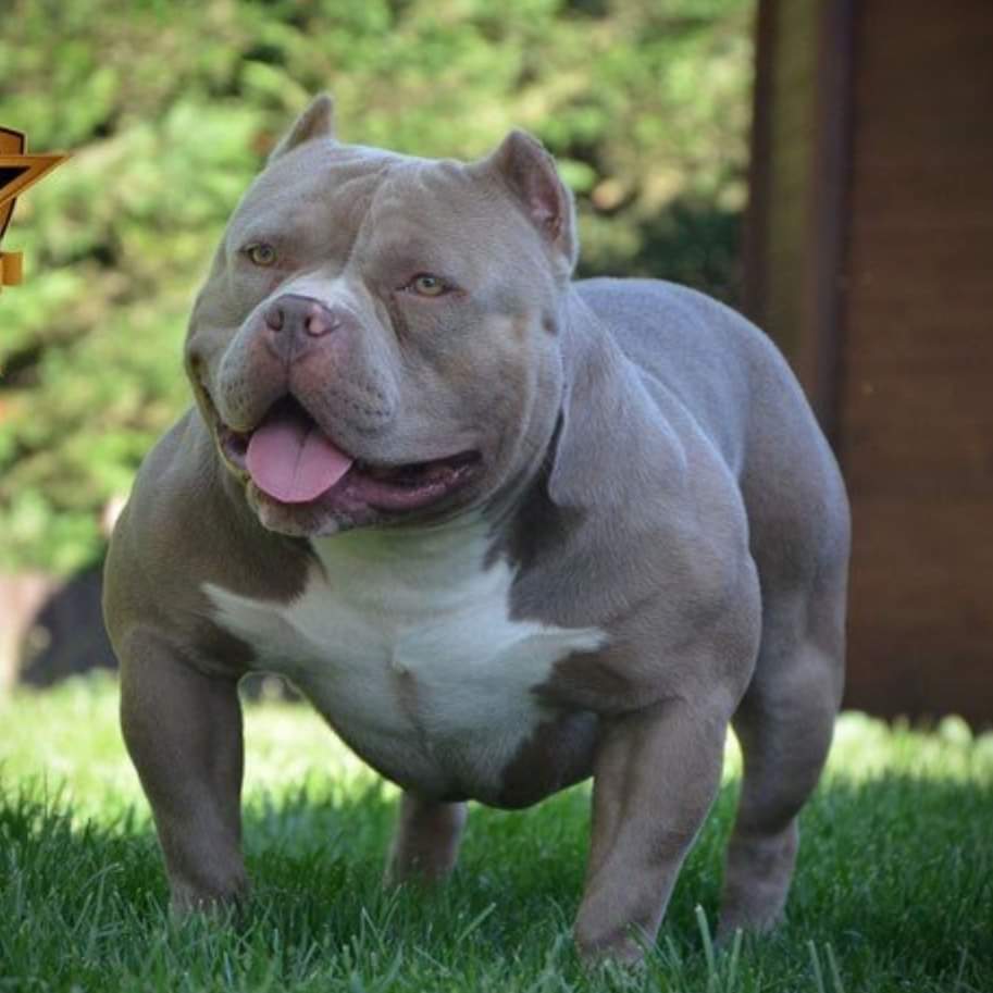 Dog Featured Image