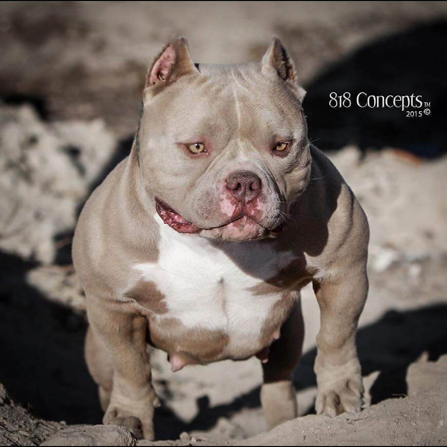 Dog Featured Image