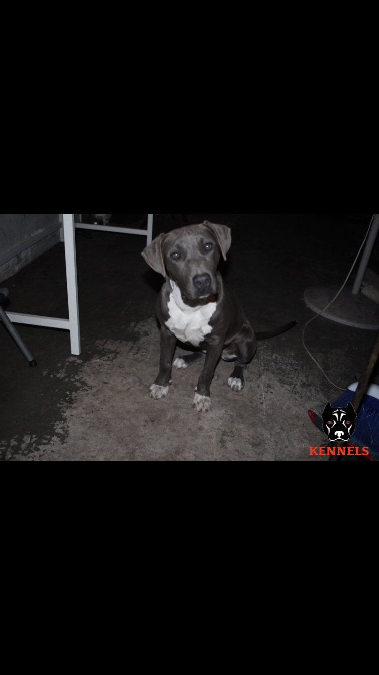 Dog Featured Image