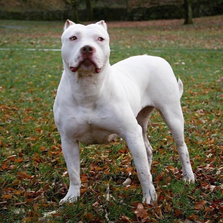 Dog Featured Image