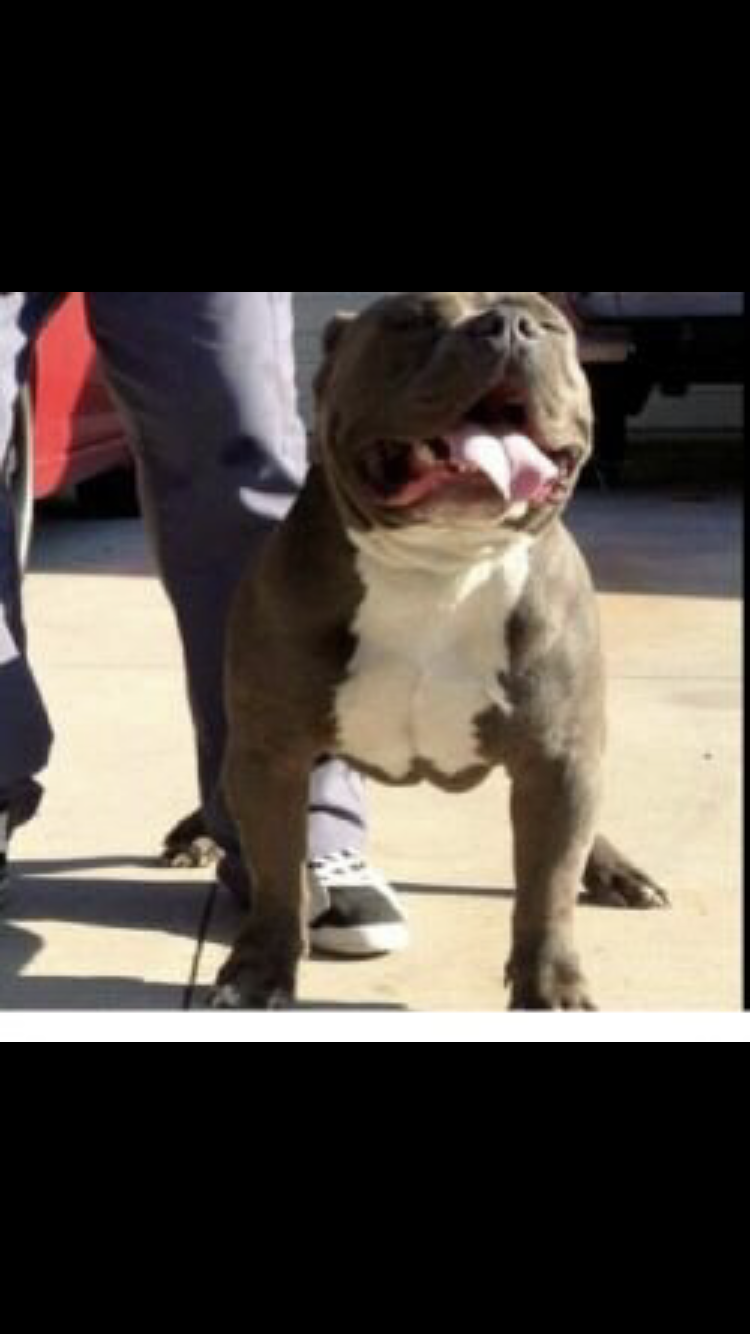 Dog Featured Image