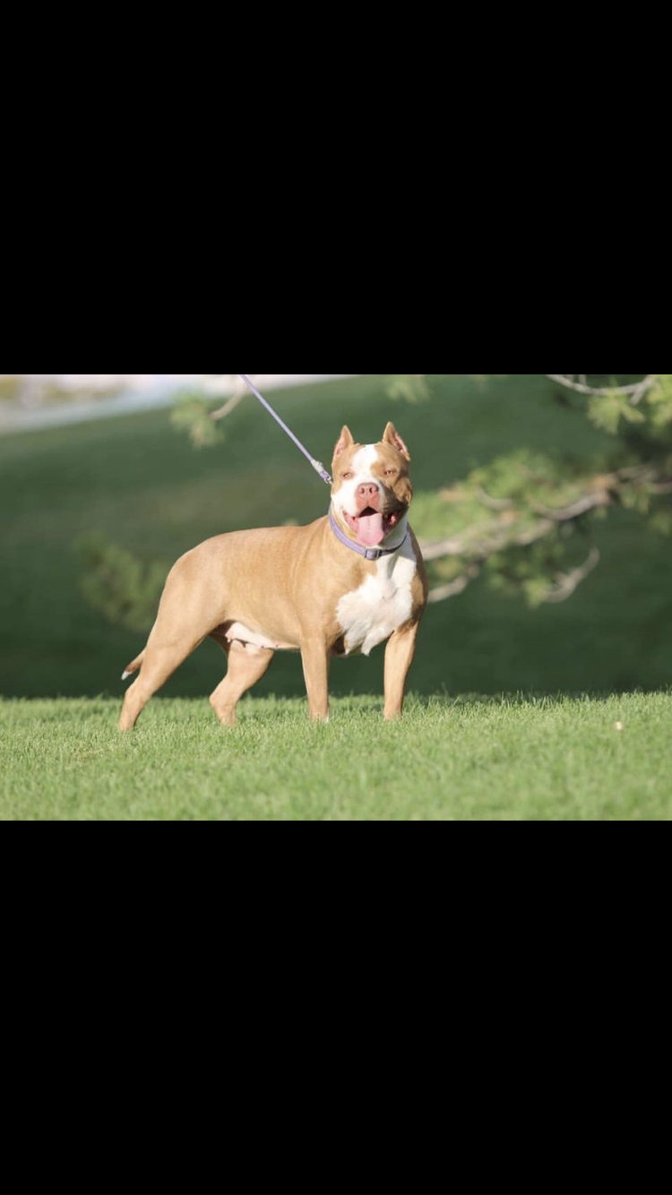 Dog Featured Image
