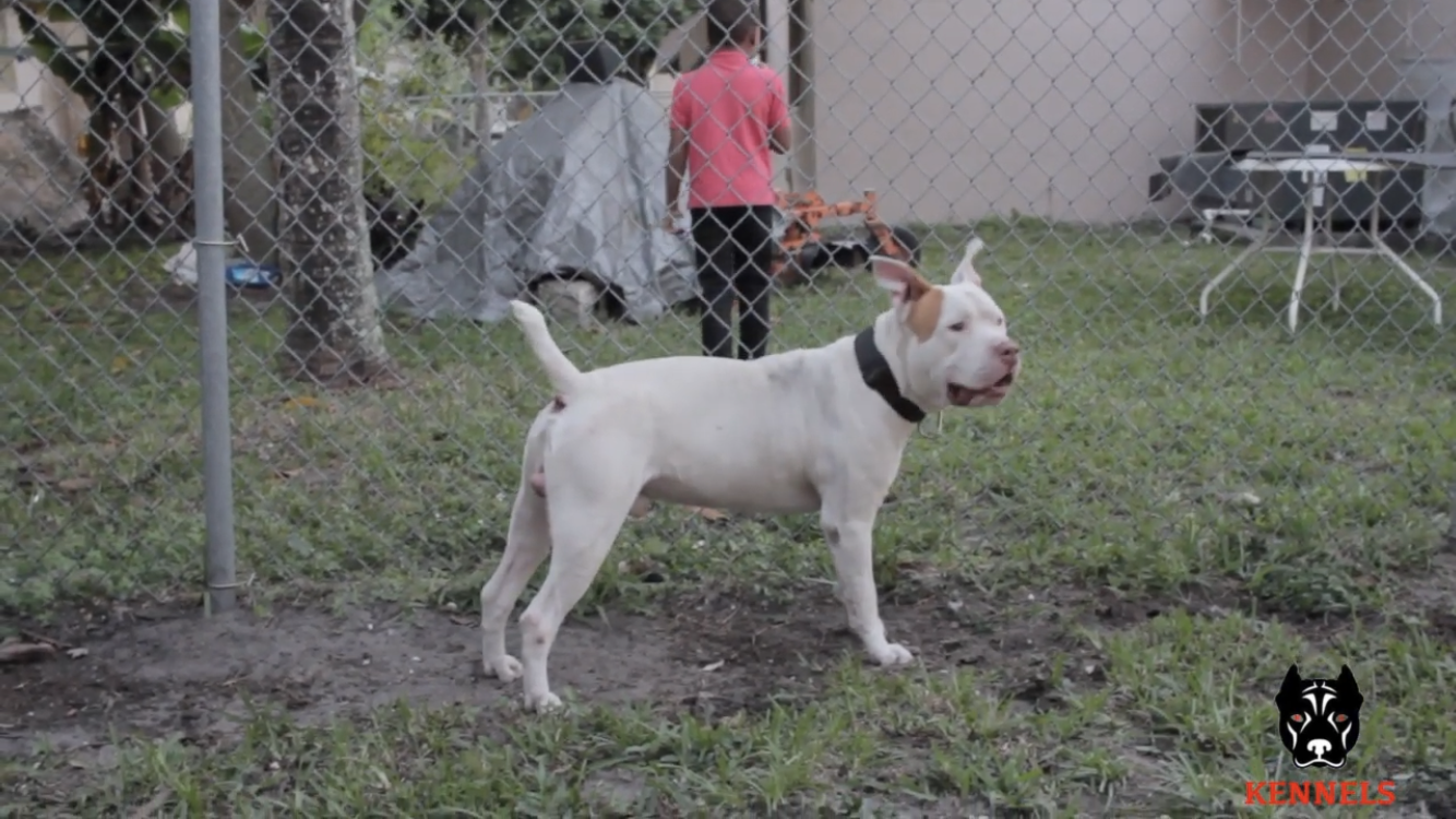 Dog Featured Image
