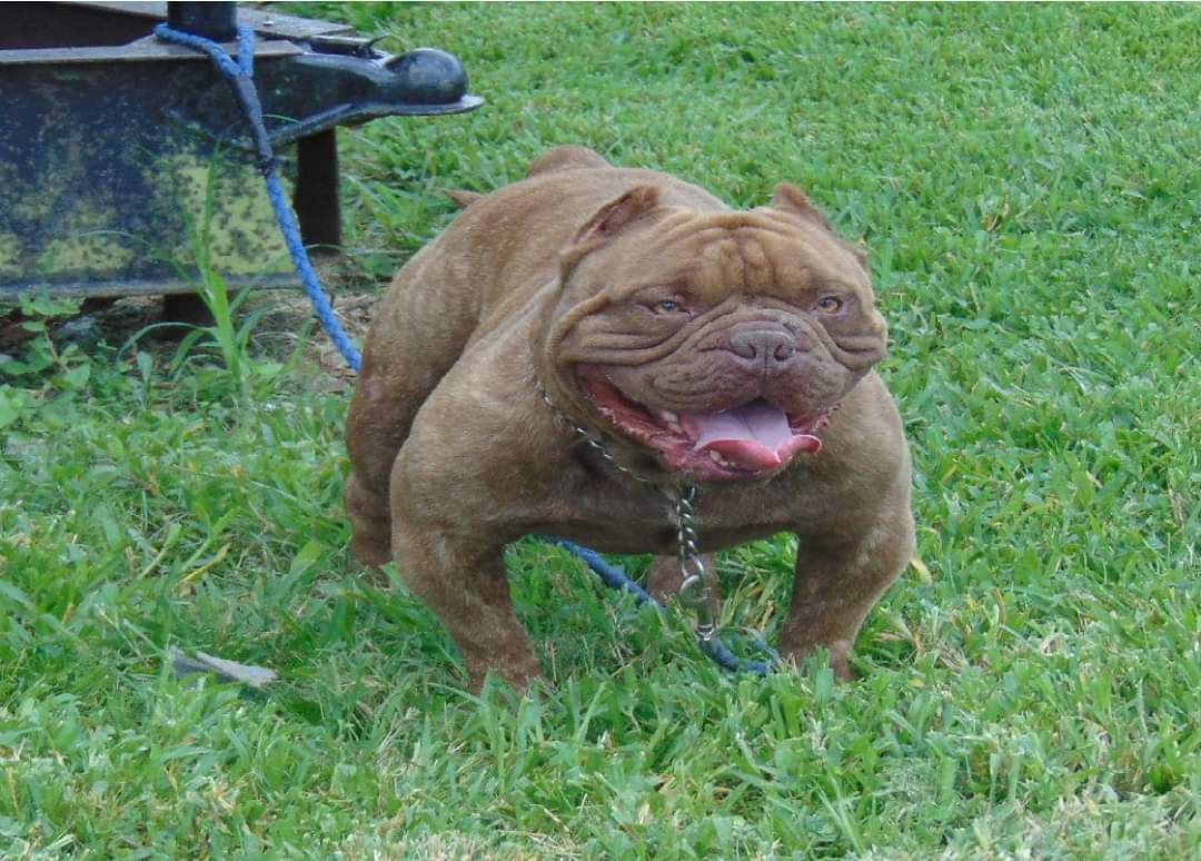 Dog Featured Image