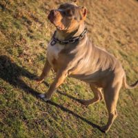 Dog Featured Image