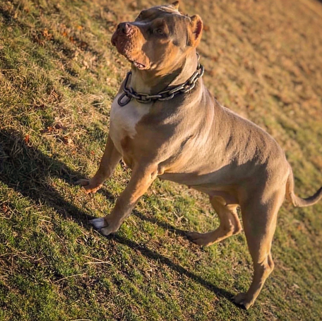 Dog Featured Image